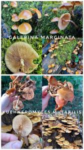 Attēlu rezultāti vaicājumam “Galerina marginata”
