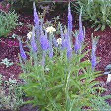 Attēlu rezultāti vaicājumam “Veronica spicata flower”