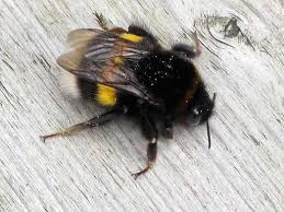 Attēlu rezultāti vaicājumam “Bombus terrestris”