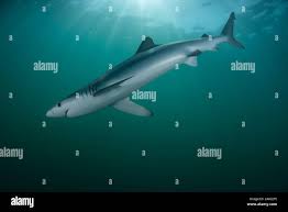 Image result for Nasolamia velox