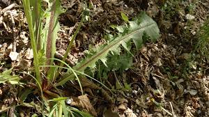Attēlu rezultāti vaicājumam “Taraxacum officinale aggr.”
