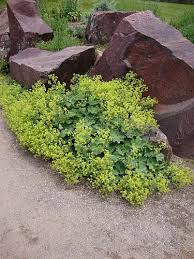 Image result for Alchemilla mollis