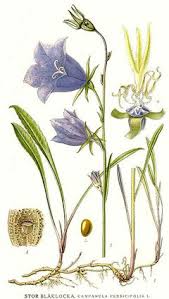Image result for Campanula persicifolia