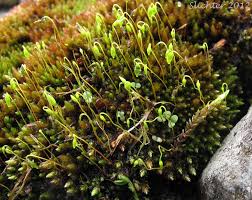 Attēlu rezultāti vaicājumam “Bryum moravicum”