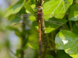 Attēlu rezultāti vaicājumam “Aeshna isoceles”