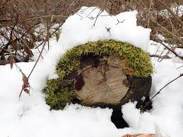 Attēlu rezultāti vaicājumam “Stemonaria irregularis”