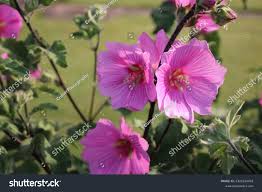 Image result for Malve