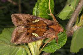 Attēlu rezultāti vaicājumam “Autographa excelsa”