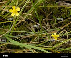 Attēlu rezultāti vaicājumam “Ranunculus flammula bud”