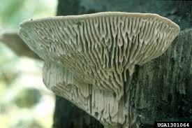 Attēlu rezultāti vaicājumam “Daedalea quercina”