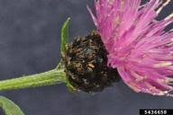 Attēlu rezultāti vaicājumam “Centaurea jacea bud”