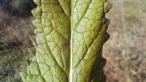 Attēlu rezultāti vaicājumam “Verbascum blattaria leaf”