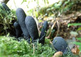Attēlu rezultāti vaicājumam “Xylaria”