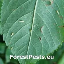 Attēlu rezultāti vaicājumam “Rosa subcanina leaf”