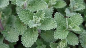 Image result for Nepeta cataria