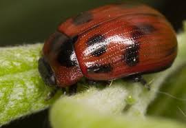 Attēlu rezultāti vaicājumam “Gonioctena viminalis”