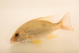 Image result for Lutjanus synagris