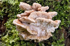 Attēlu rezultāti vaicājumam “Postia”