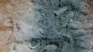 Attēlu rezultāti vaicājumam “Didymium tussilaginis spores”