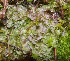 Attēlu rezultāti vaicājumam “Pellia neesiana”