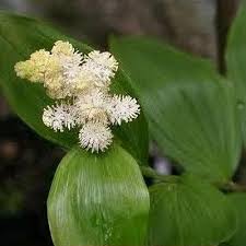 Attēlu rezultāti vaicājumam “Maianthemum bifolium bud”