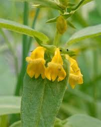 Attēlu rezultāti vaicājumam “Melampyrum sylvaticum flower”