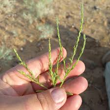 Attēlu rezultāti vaicājumam “Corispermum hyssopifolium”
