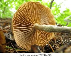 Attēlu rezultāti vaicājumam “Collybia sp.”