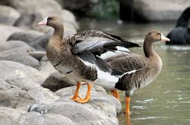 Attēlu rezultāti vaicājumam “Anser anser”