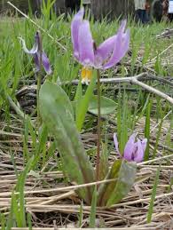 Attēlu rezultāti vaicājumam “Erythronium sibiricum flower”