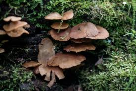 Attēlu rezultāti vaicājumam “Crepidotus applanatus”