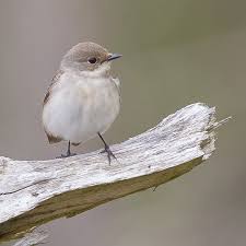 Image result for Ficedula albicollis