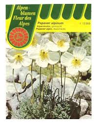 Image result for Alpenmohn