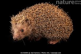 Attēlu rezultāti vaicājumam “Erinaceus sp.”