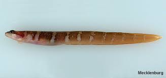 Image result for Lethenteron camtschaticum