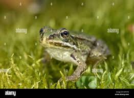 Attēlu rezultāti vaicājumam “Pelophylax adult”