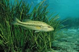 Image result for Micropterus salmoides