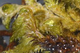 Attēlu rezultāti vaicājumam “Scorpidium scorpioides”