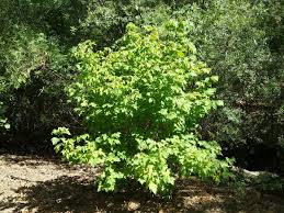 Attēlu rezultāti vaicājumam “Acer negundo”