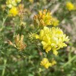 Attēlu rezultāti vaicājumam “Medicago x varia  flower”