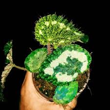 Attēlu rezultāti vaicājumam “Retinia resinella exuvia”