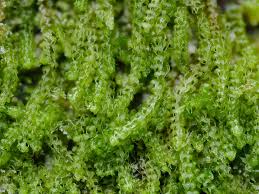 Attēlu rezultāti vaicājumam “Nowellia curvifolia”