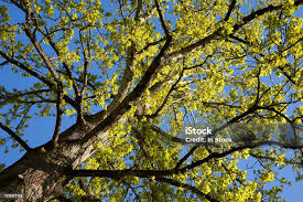 Attēlu rezultāti vaicājumam “Populus x berolinensis leaf”