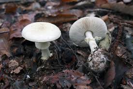 Attēlu rezultāti vaicājumam “Amanita citrina”