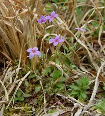 Attēlu rezultāti vaicājumam “Heyderia pusilla”