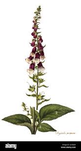 Image result for Fingerhut