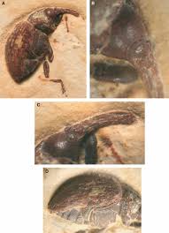 Image result for Coleoptera Curculionoidea