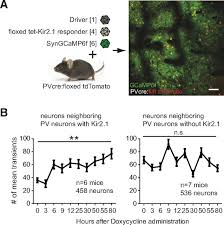 Image result for backmodel terzi