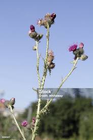 Attēlu rezultāti vaicājumam “Cirsium palustre flower”