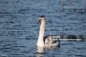 Attēlu rezultāti vaicājumam “Cygnus cygnus juvenile”